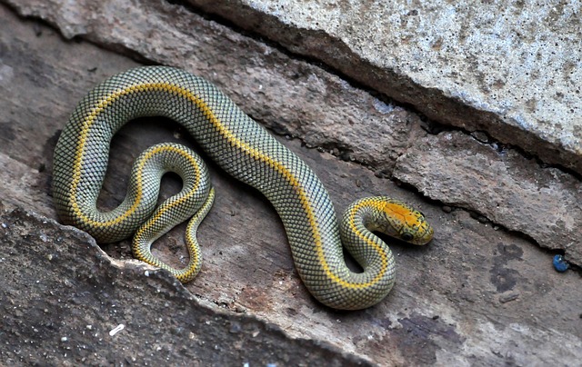 snake-640x480-77022464.jpeg