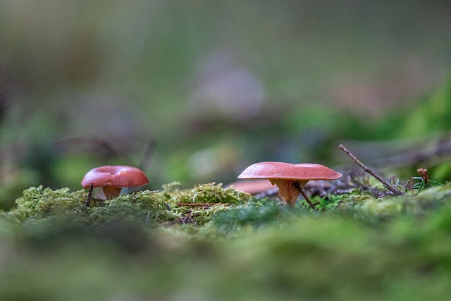spores