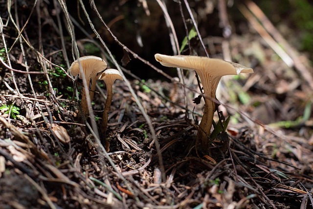 spores