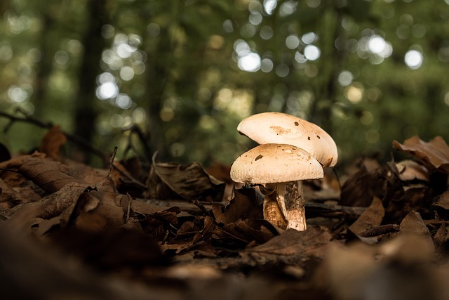 spores