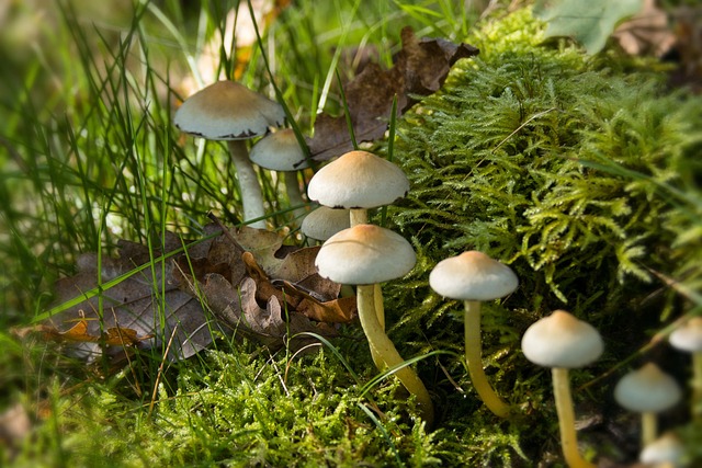 spores
