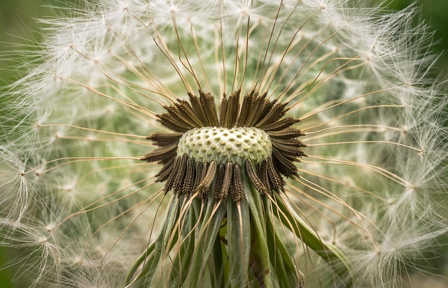 spores-640x480-28189300.jpeg