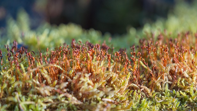 spores