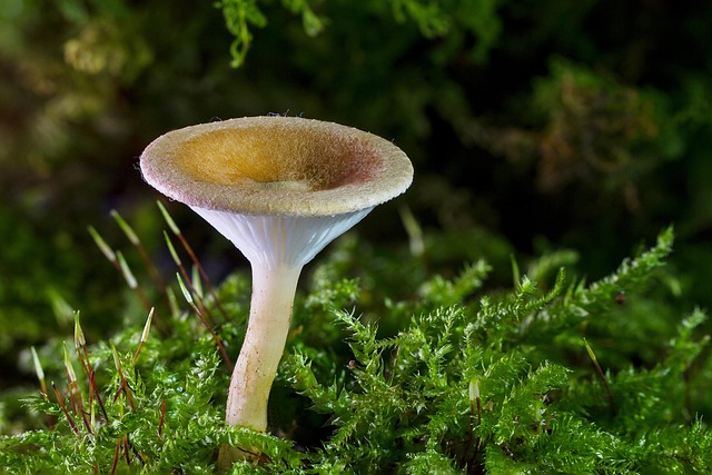 spores