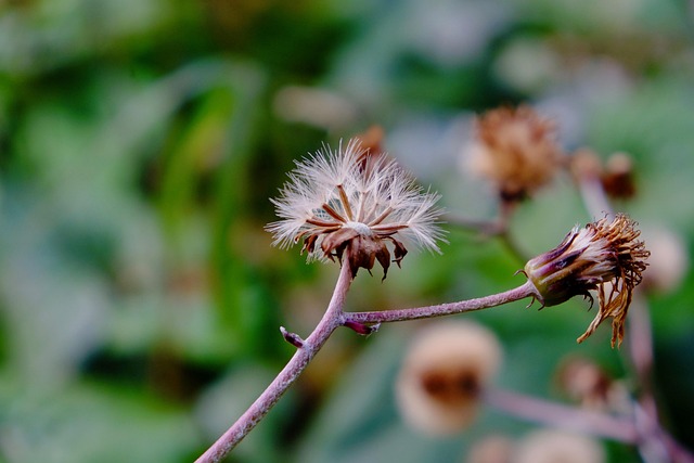 spores