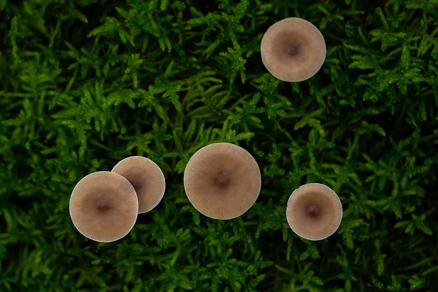 spores