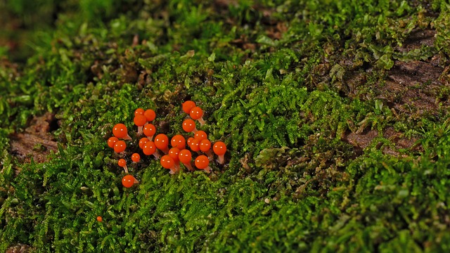 spores