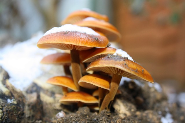 spores
