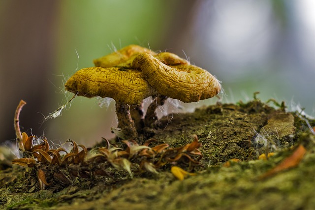 spores
