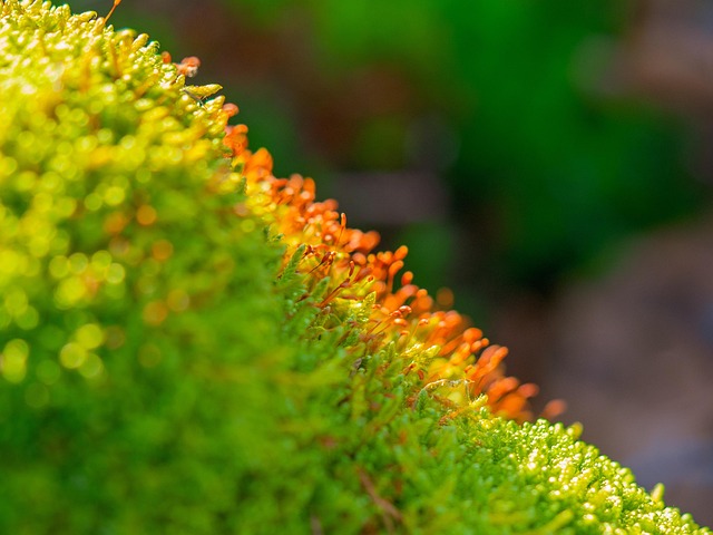 spores