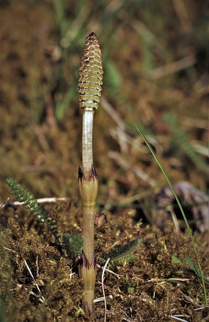 spores