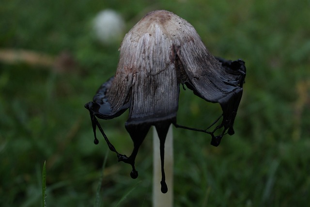 spores-640x480-94987908.jpeg