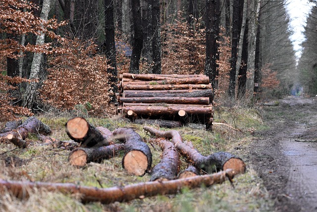 timber