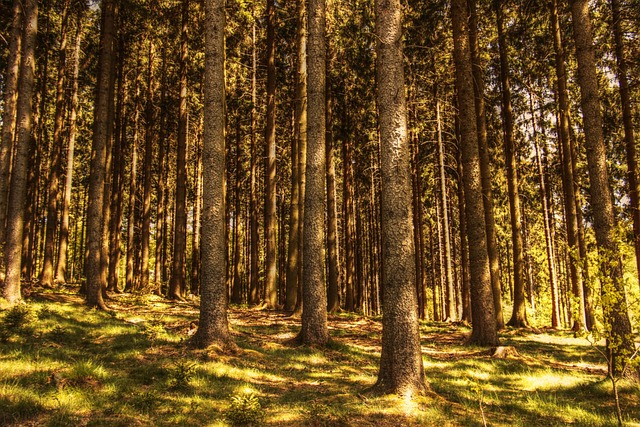 Trees