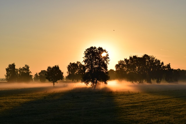 trees-640x480-89870549.jpeg