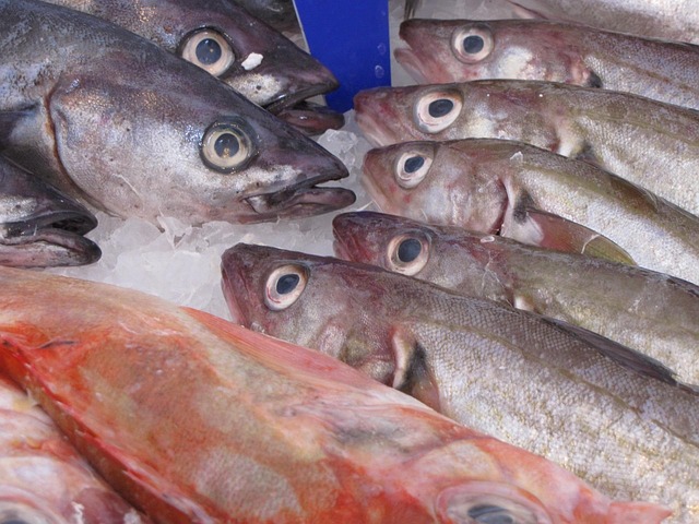 trout