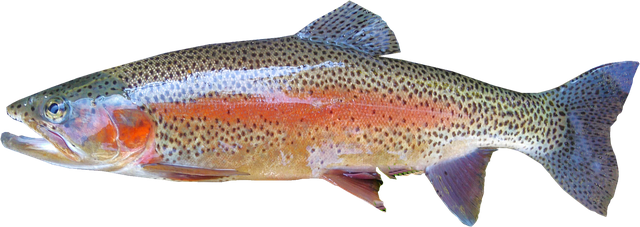 trout