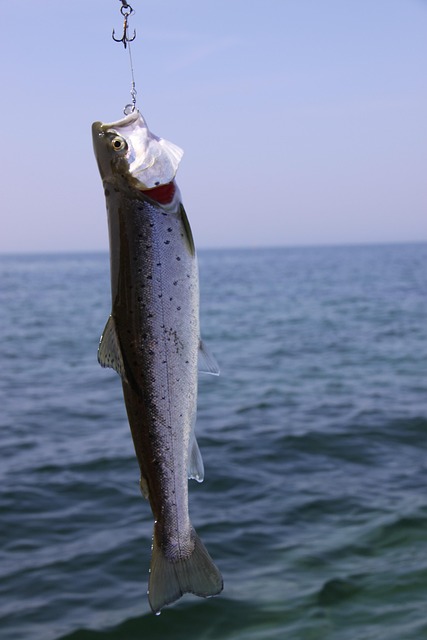 trout-640x480-62093256.jpeg