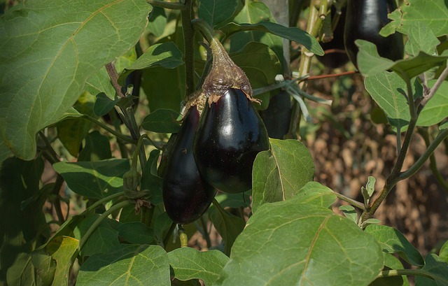 vegetables