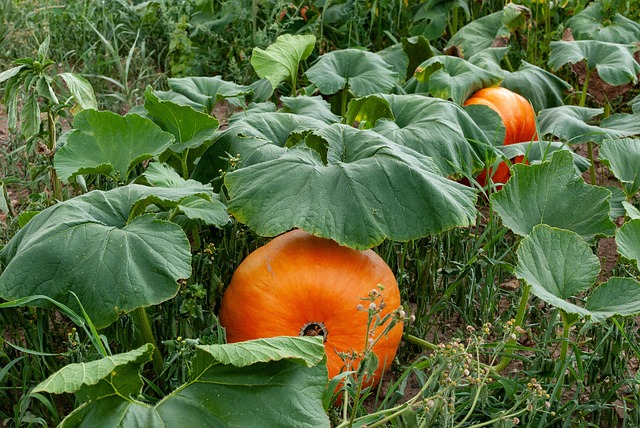 vegetables