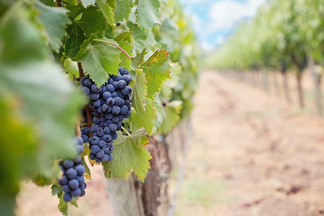 vineyard