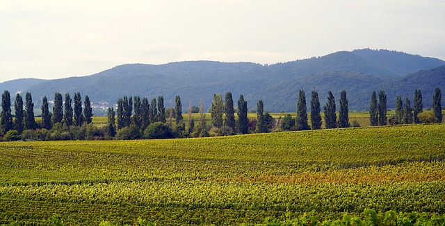 vineyard-640x480-2730129.jpeg