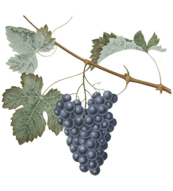 vineyard