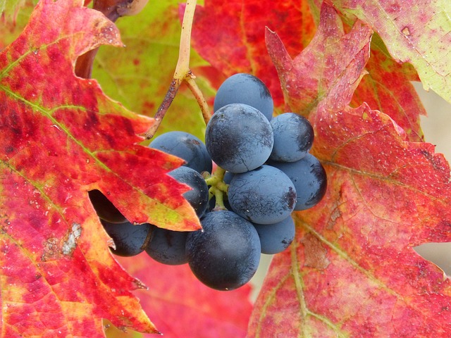 vineyard