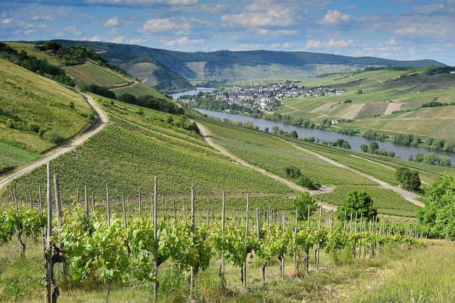 vineyard
