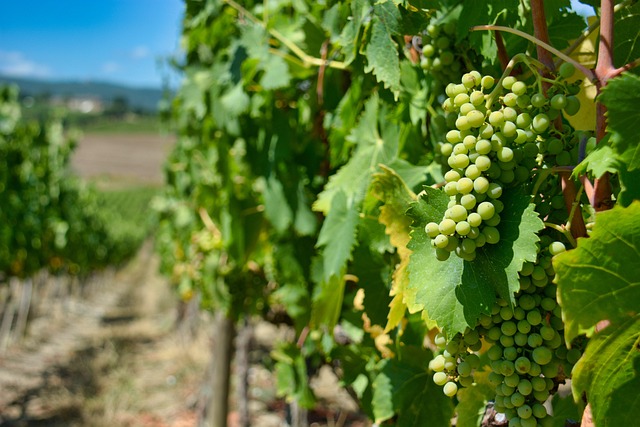 vineyard