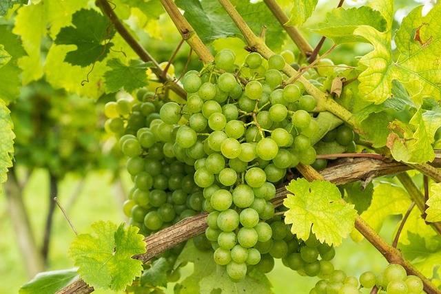vineyard