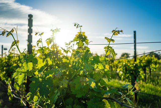 vineyard-640x480-62602276.jpeg