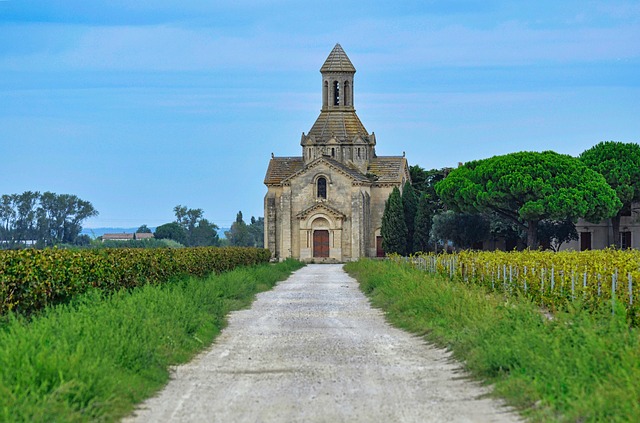 vineyard