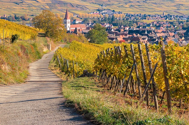 vineyard