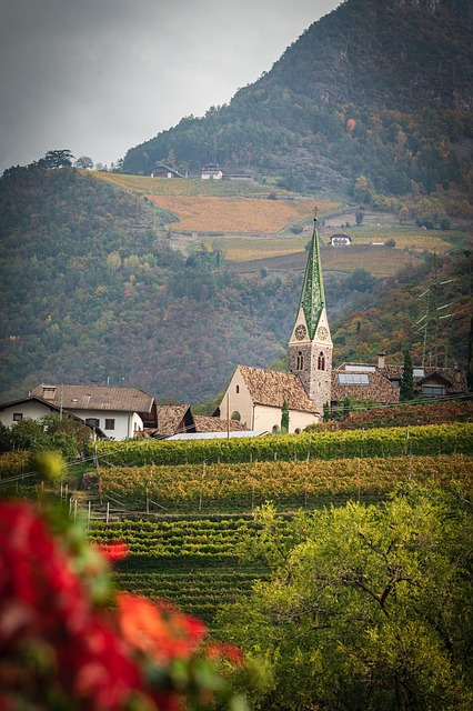 vineyard