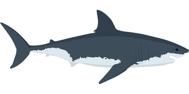 white-teeth-640x480-20802561.png