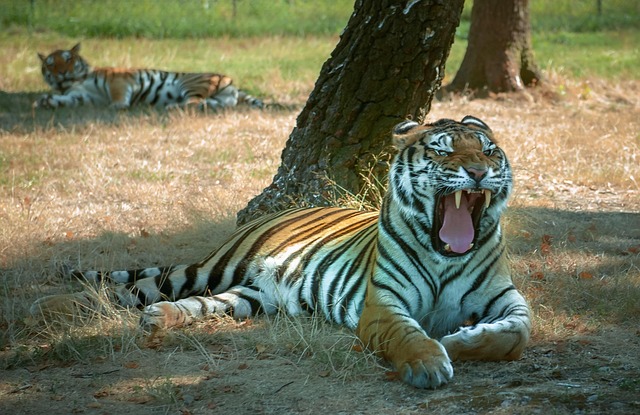 white-teeth-640x480-32246284.jpeg