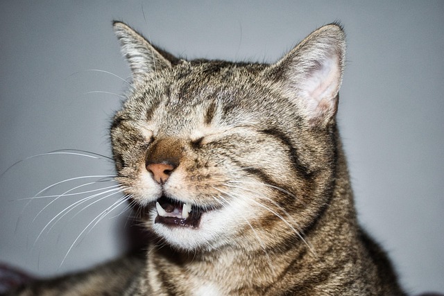 white teeth