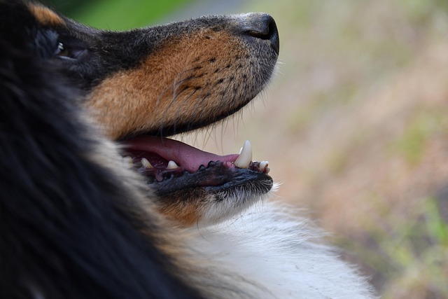 white teeth