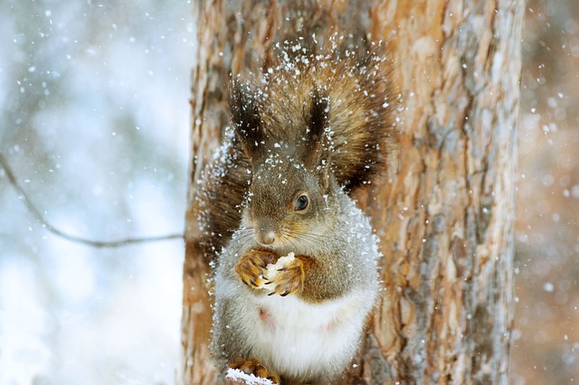 wildlife