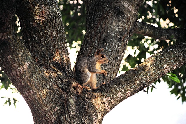 wildlife-640x480-120072.jpeg