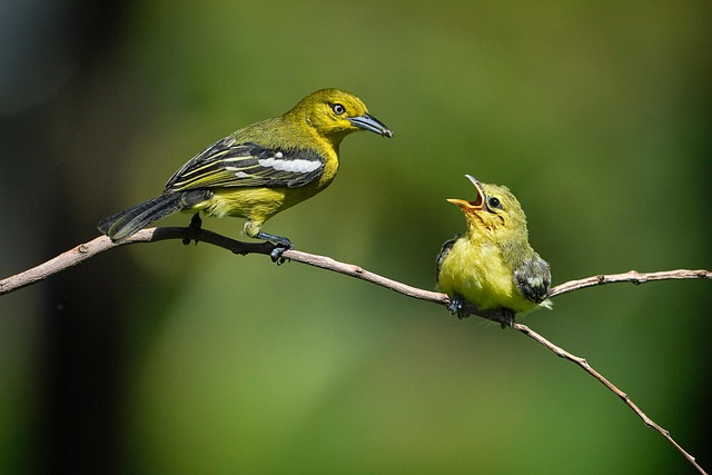 wildlife