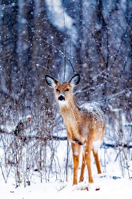 wildlife-640x480-17018438.jpeg