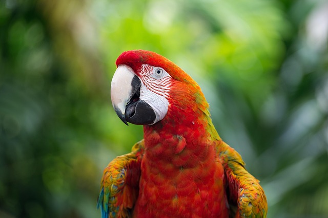 wildlife