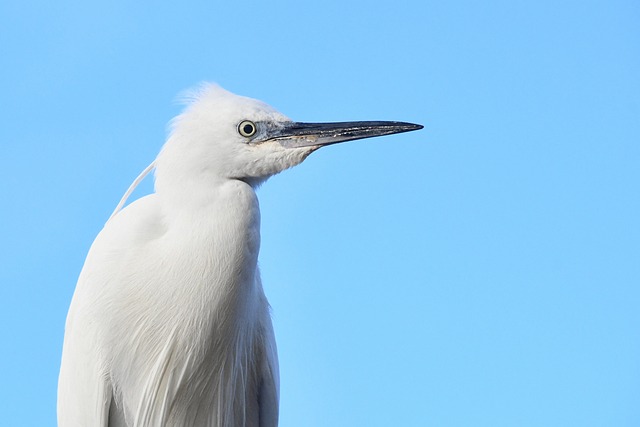 wildlife-640x480-24847498.jpeg