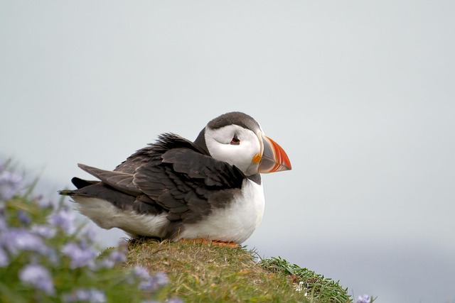 wildlife