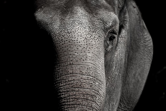 wildlife