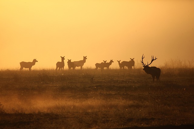 wildlife