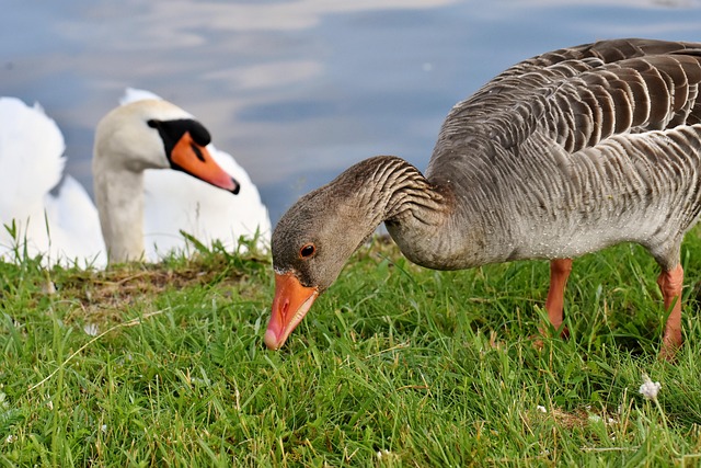 wildlife-640x480-59156504.jpeg
