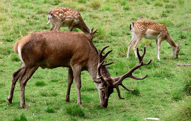 wildlife